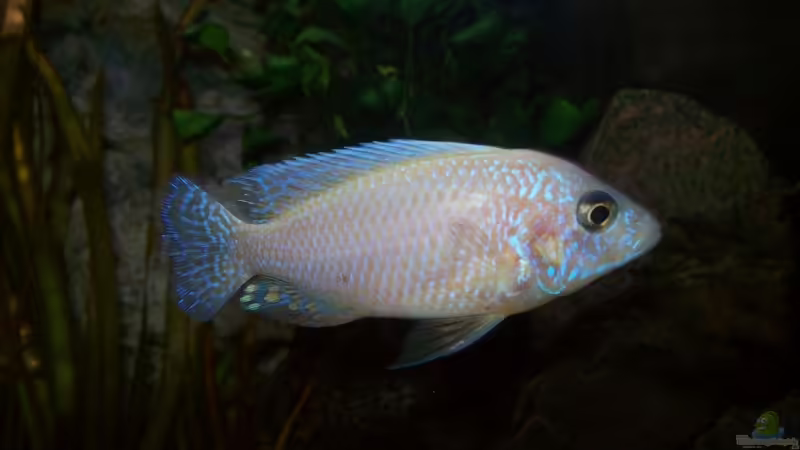 Besatz im Aquarium 450l Malawi !!!! Existiert nicht mehr !!!! von Maik (20)