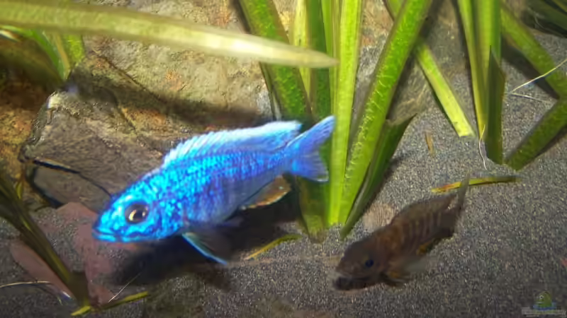 Besatz im Aquarium 450l Malawi !!!! Existiert nicht mehr !!!! von Maik (22)