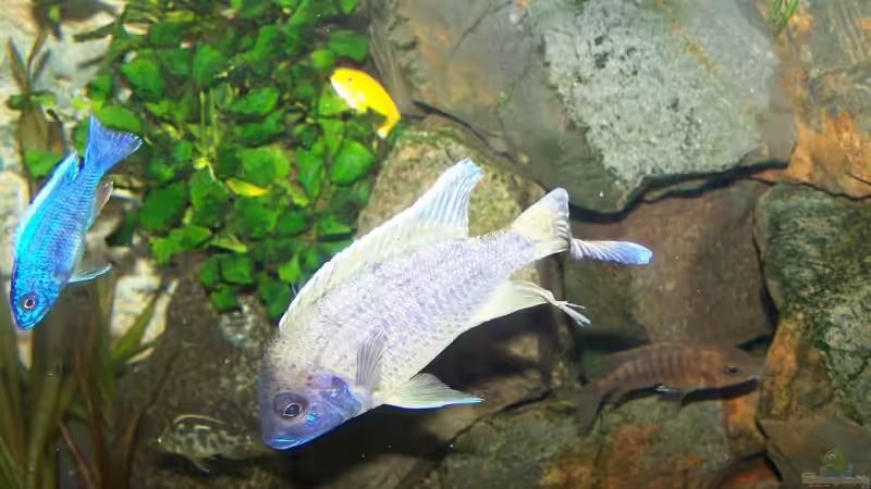 Besatz im Aquarium 450l Malawi !!!! Existiert nicht mehr !!!! von Maik (23)