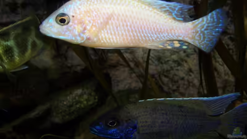 Besatz im Aquarium 450l Malawi !!!! Existiert nicht mehr !!!! von Maik (27)