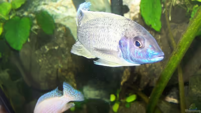 Besatz im Aquarium 450l Malawi !!!! Existiert nicht mehr !!!! von Maik (28)