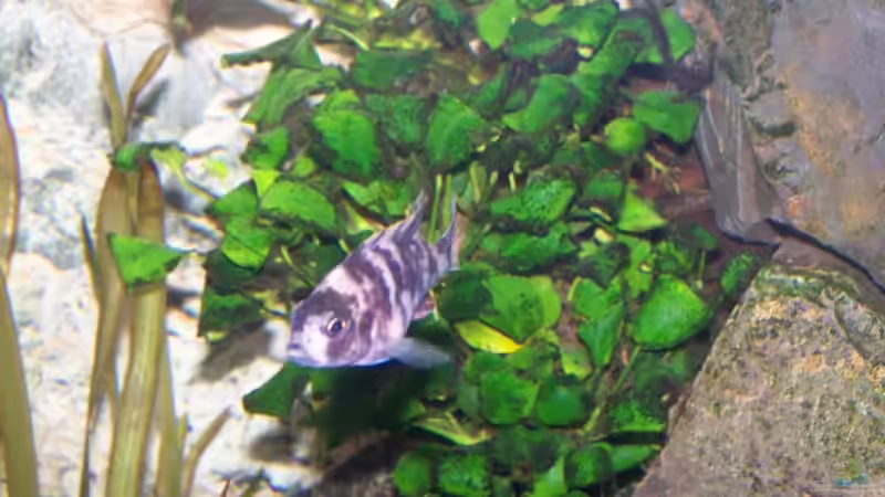 Besatz im Aquarium 450l Malawi !!!! Existiert nicht mehr !!!! von Maik (32)