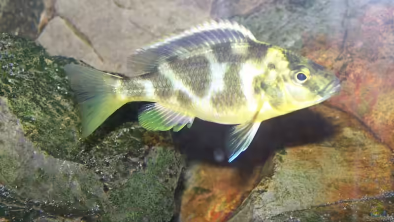 Besatz im Aquarium 450l Malawi !!!! Existiert nicht mehr !!!! von Maik (34)