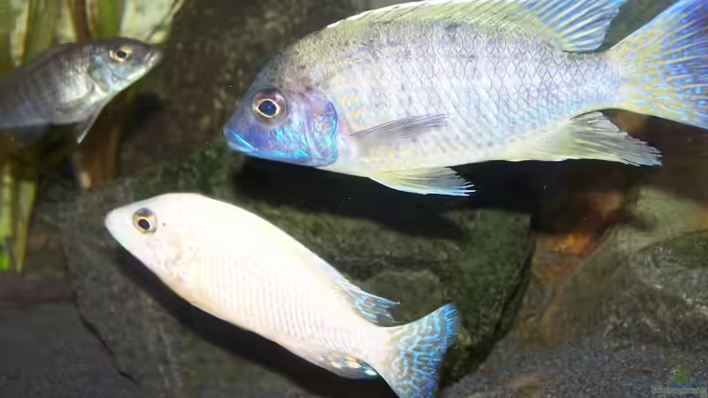 Besatz im Aquarium 450l Malawi !!!! Existiert nicht mehr !!!! von Maik (36)