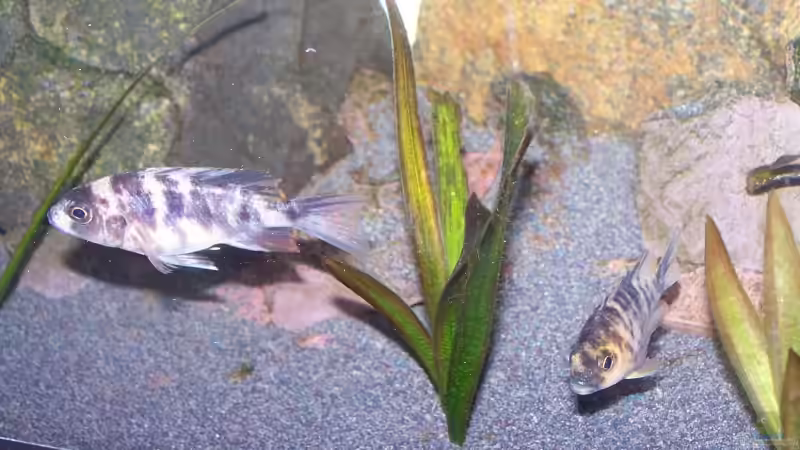 Besatz im Aquarium 450l Malawi !!!! Existiert nicht mehr !!!! von Maik (37)