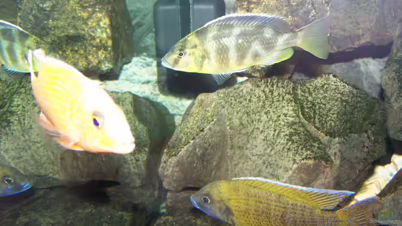 Besatz im Aquarium 450l Malawi !!!! Existiert nicht mehr !!!! von Maik (38)