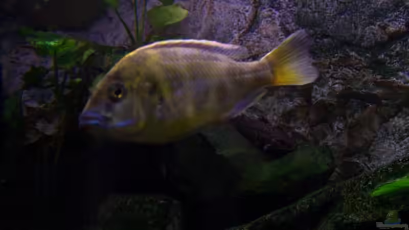 Besatz im Aquarium 450l Malawi !!!! Existiert nicht mehr !!!! von Maik (41)
