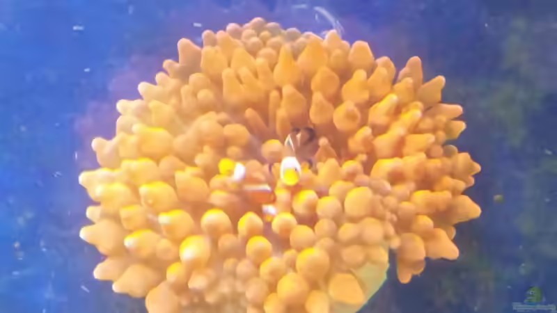 Besatz im Aquarium 450l Meerwasser von Maik (35)