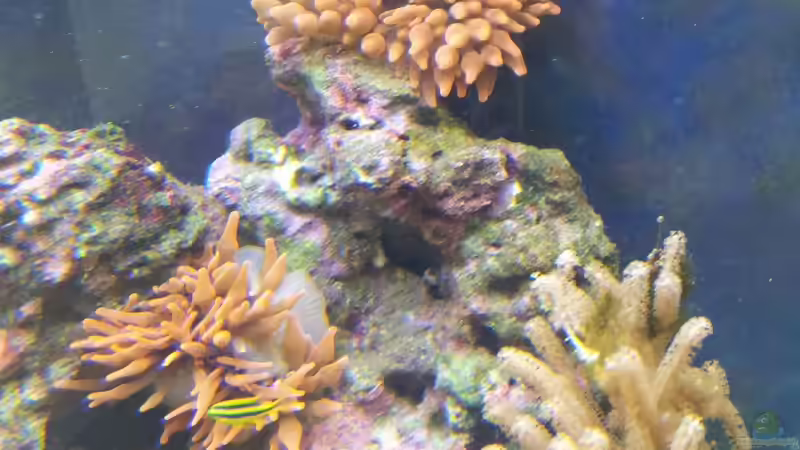 Besatz im Aquarium 450l Meerwasser von Maik (37)