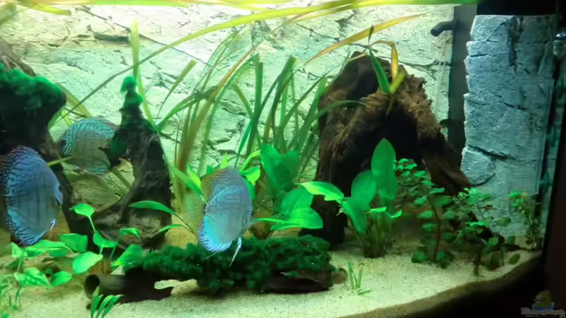 Besatz im Aquarium 450L Südamerika von Sirko Fricke (45)