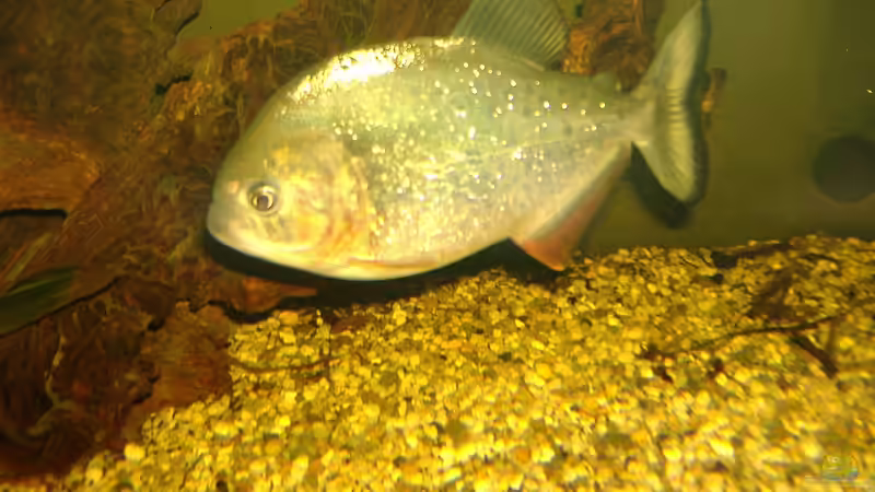 Besatz im Aquarium 480L Piranha Naturbecken von Sekman (11)