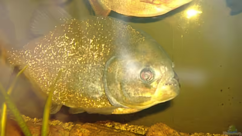 Besatz im Aquarium 480L Piranha Naturbecken von Sekman (9)