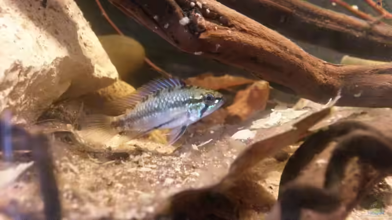 Besatz im Aquarium 54 l Wurzelbiotop von Markaroni (35)