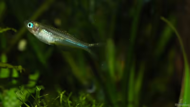 Besatz im Aquarium 54 Liter Asien Becken von Dommsel (10)