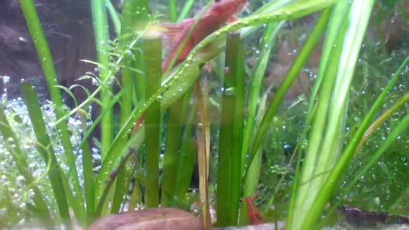 Besatz im Aquarium 54 Liter Asien Becken von Dommsel (11)