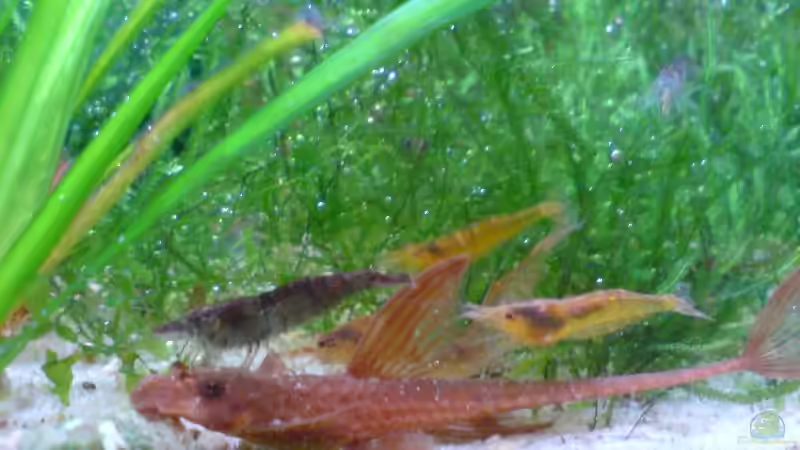 Besatz im Aquarium 54 Liter Asien Becken von Dommsel (12)