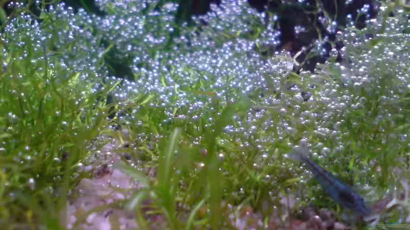 Besatz im Aquarium 54 Liter Asien Becken von Dommsel (14)