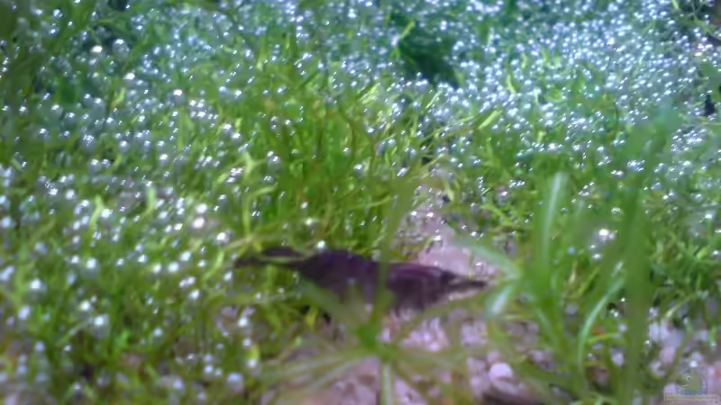 Besatz im Aquarium 54 Liter Asien Becken von Dommsel (15)