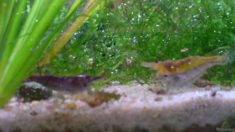 Besatz im Aquarium 54 Liter Asien Becken von Dommsel (16)