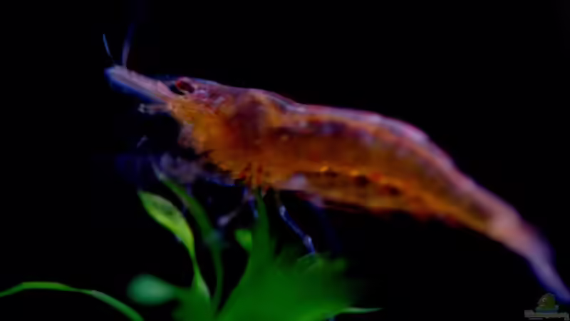 Besatz im Aquarium 54 Liter Asien Becken von Dommsel (17)