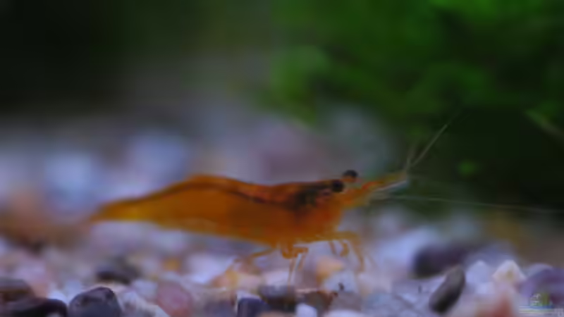 Besatz im Aquarium 54 Liter Asien Becken von Dommsel (18)