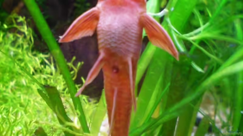 Besatz im Aquarium 54 Liter Asien Becken von Dommsel (19)