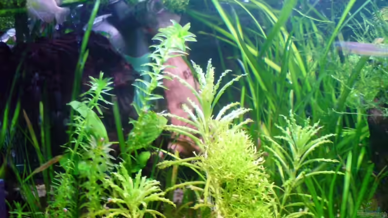 Besatz im Aquarium 54 Liter Asien Becken von Dommsel (20)