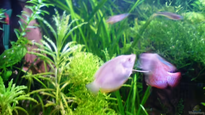 Besatz im Aquarium 54 Liter Asien Becken von Dommsel (21)