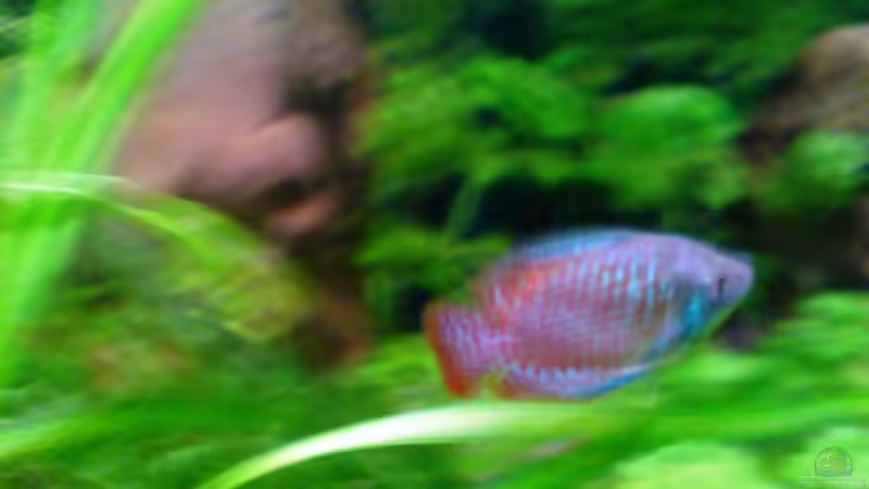 Besatz im Aquarium 54 Liter Asien Becken von Dommsel (22)