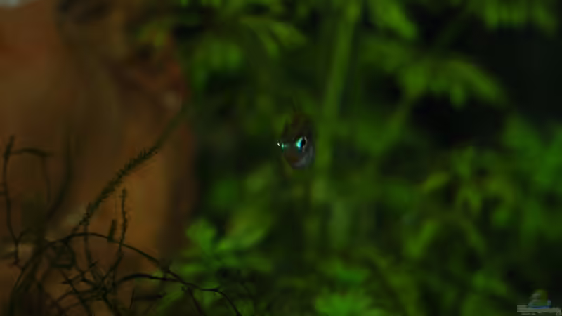 Besatz im Aquarium 54 Liter Asien Becken von Dommsel (9)