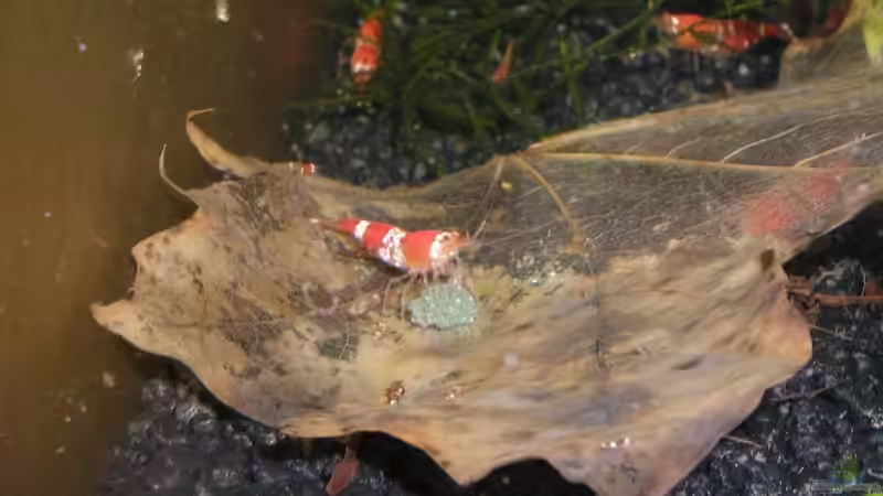 Besatz im Aquarium 54 Liter CrystalRed und Bienen von Matthias (10)