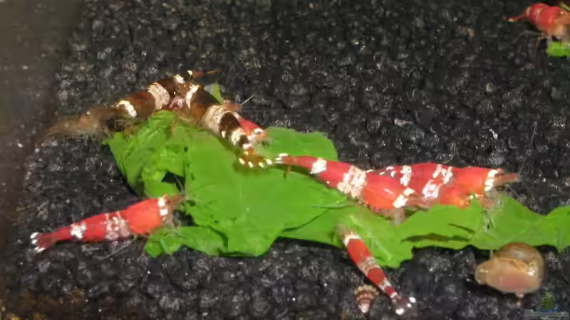 Besatz im Aquarium 54 Liter CrystalRed und Bienen von Matthias (11)