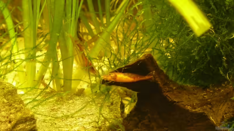 Besatz im Aquarium 54 Liter von A. G. (24)