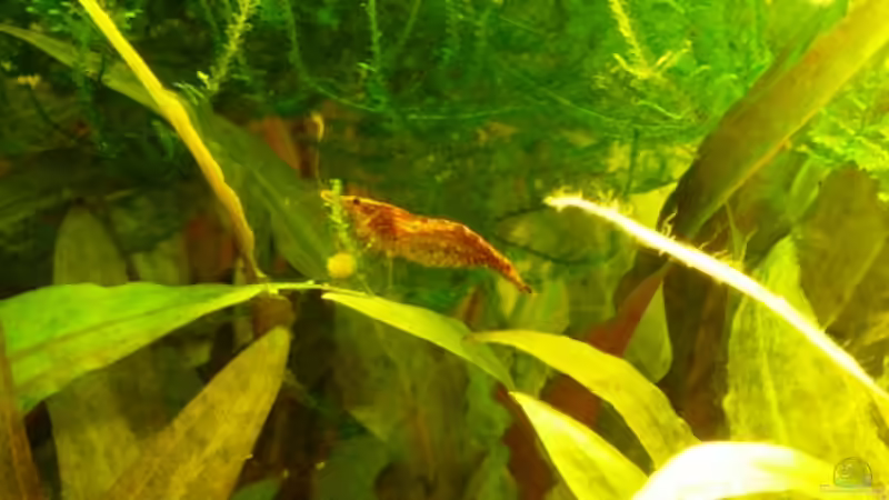 Besatz im Aquarium 54 Liter von A. G. (25)