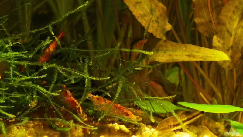 Besatz im Aquarium 54 Liter von A. G. (27)