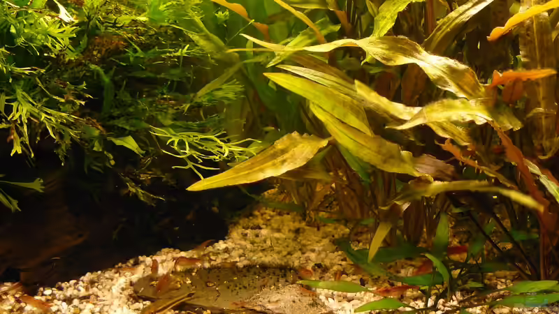 Besatz im Aquarium 54 Liter von A. G. (28)