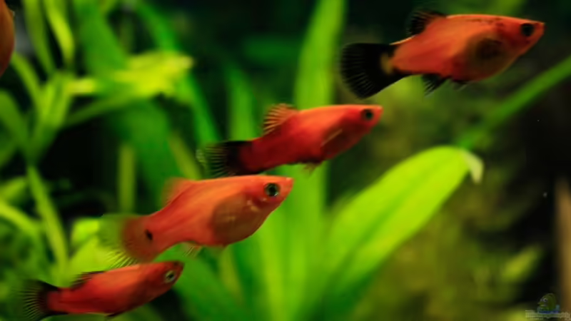 Besatz im Aquarium 54 Liter von blubba123 (10)