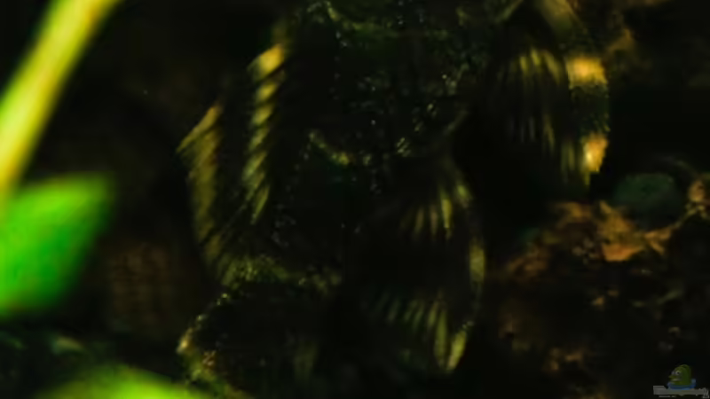 Besatz im Aquarium 54 Liter von blubba123 (11)