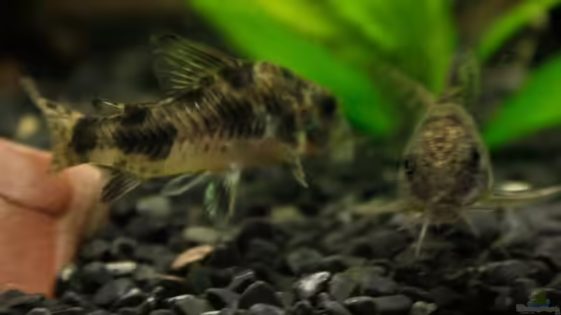 Besatz im Aquarium 54 Liter von blubba123 (7)