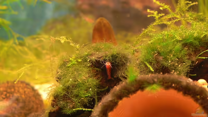 Besatz im Aquarium 54 Liter von Lexterpower (13)