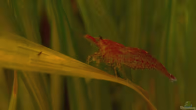 Besatz im Aquarium 54 Liter von Lexterpower (15)