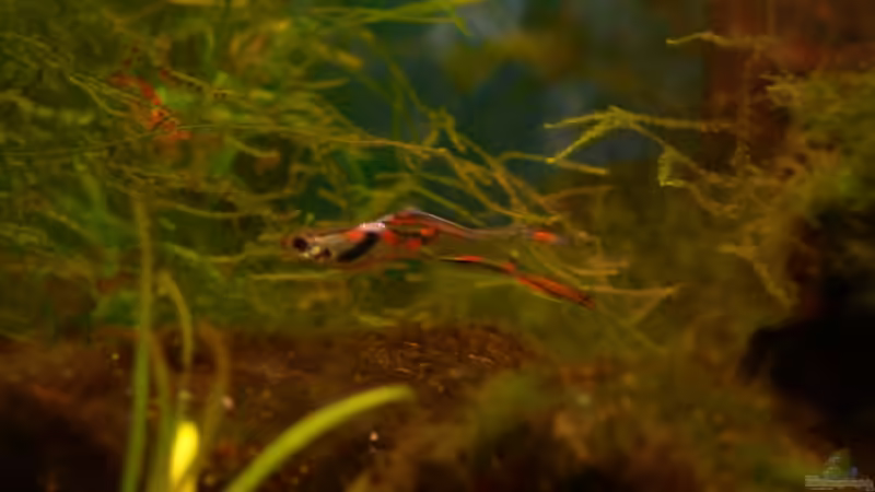 Besatz im Aquarium 54 Liter von Lexterpower (17)