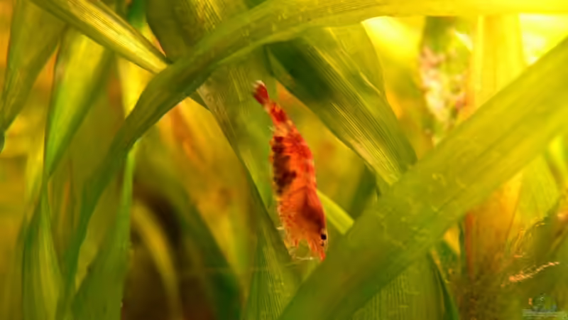 Besatz im Aquarium 54 Liter von Lexterpower (18)