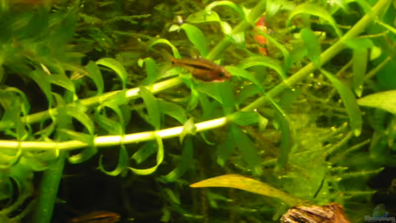 Besatz im Aquarium 54 Liter von Wels (17)