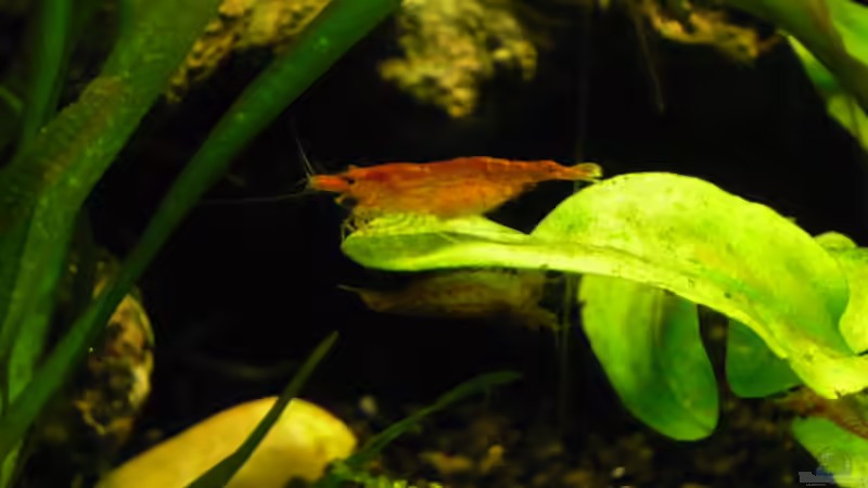 Besatz im Aquarium 54 Liter von Wels (21)