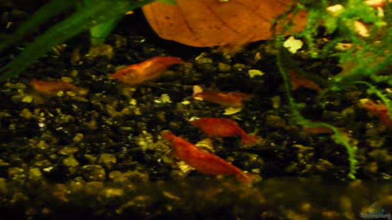 Besatz im Aquarium 54 Liter von Wels (22)