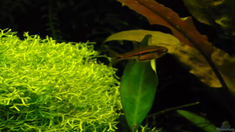 Besatz im Aquarium 54 Liter von Wels (23)