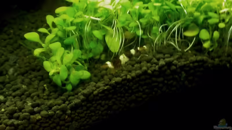 Besatz im Aquarium 54 Liter Wirbellose von Michael Boeck (30)