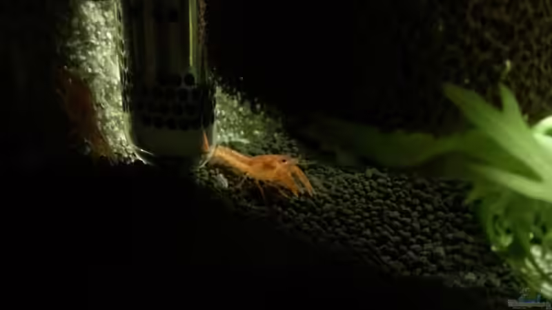 Besatz im Aquarium 54 Liter Wirbellose von Michael Boeck (31)