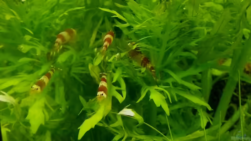 Besatz im Aquarium 54 Liter Wirbellose von Michael Boeck (32)